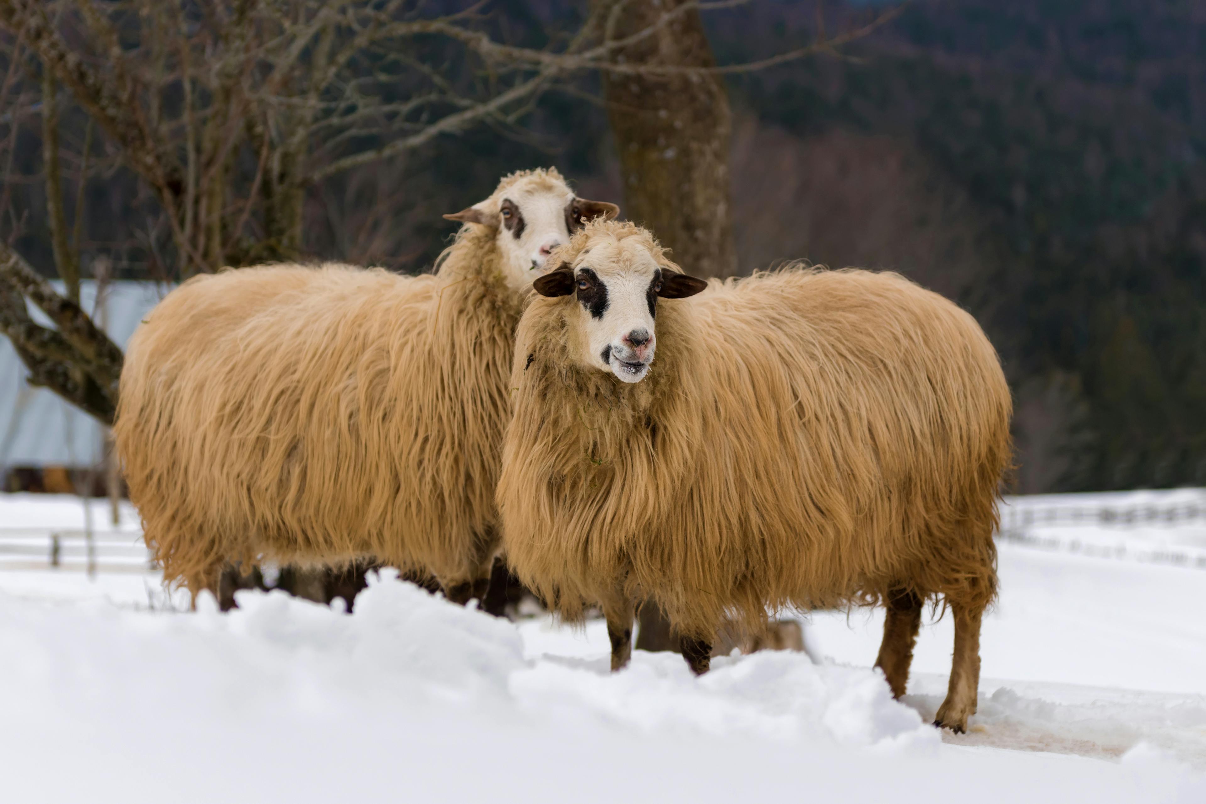 Image of two sheep standing in a snow field.