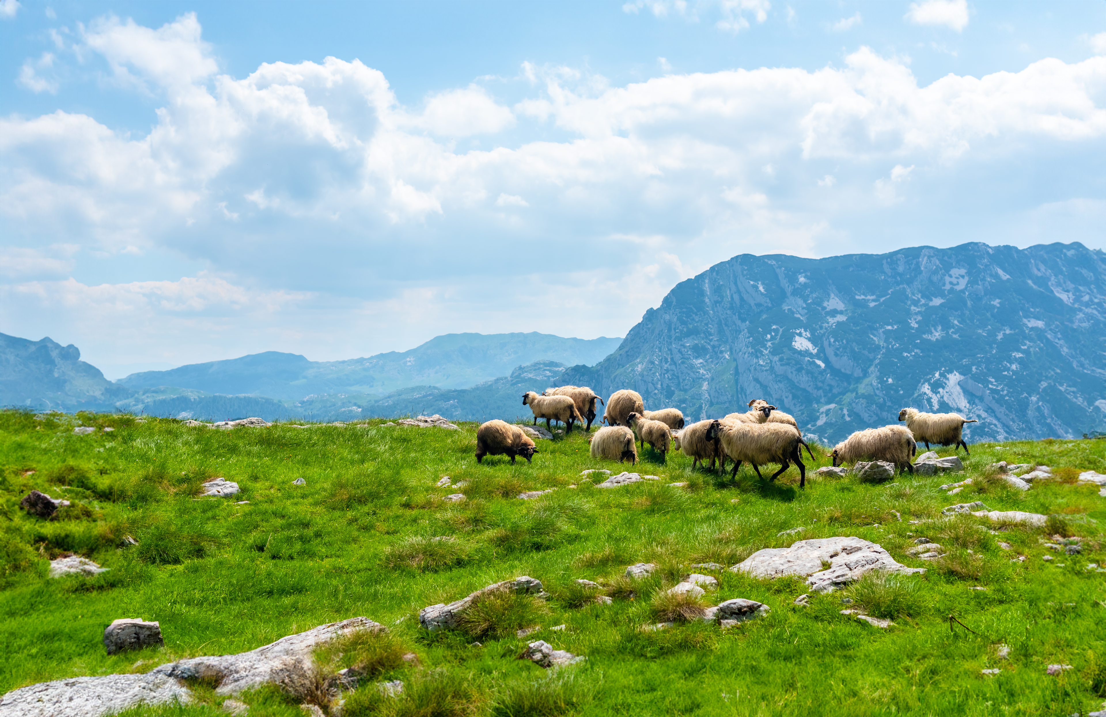 Image of a flock of sheep on a mountain country side.